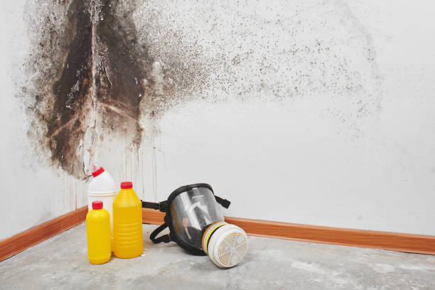 Best Crawl Space Mold Removal  in Ensley, FL