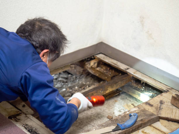 Best Mold Damage Repair  in Ensley, FL