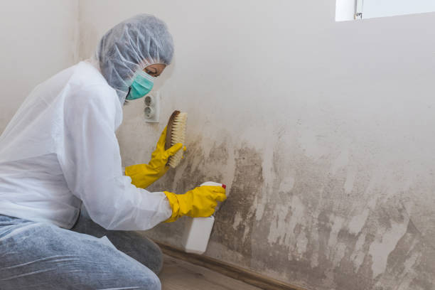 Certified Mold Removal in Ensley, FL