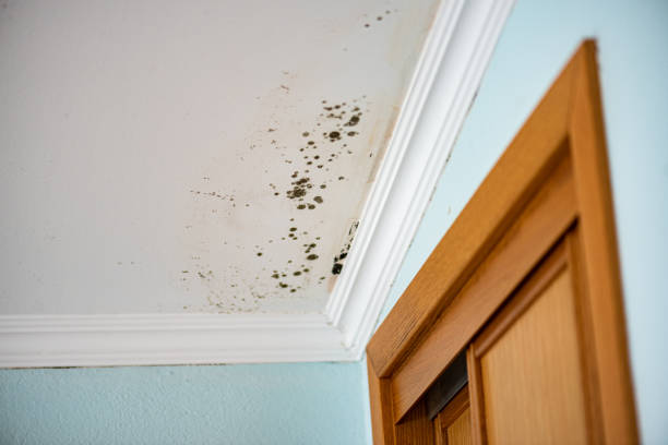 Best Mold Remediation Experts  in Ensley, FL