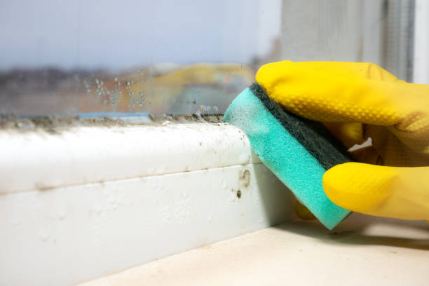 Best Mold Cleaning Services  in Ensley, FL