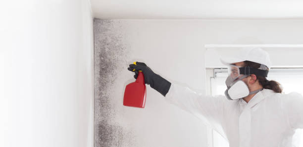 Best Office Mold Removal Services  in Ensley, FL