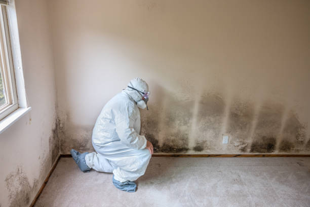 Best Mold Testing  in Ensley, FL