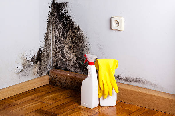 Best Commercial Mold Removal  in Ensley, FL