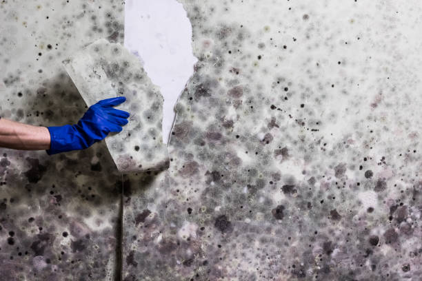 Best Same-Day Mold Removal  in Ensley, FL